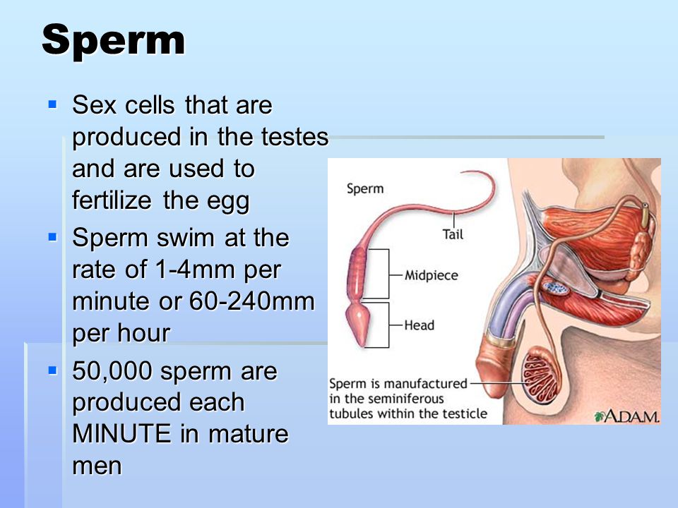 Formation of the male sex cells