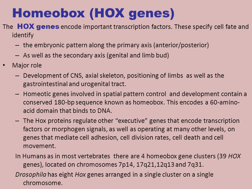 Homeobox (HOX genes) The HOX genes encode important transcription factors. These specify cell fate and identify.