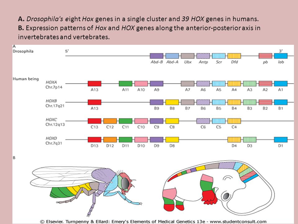 A. Drosophila s eight Hox genes in a single cluster and 39 HOX genes in humans.