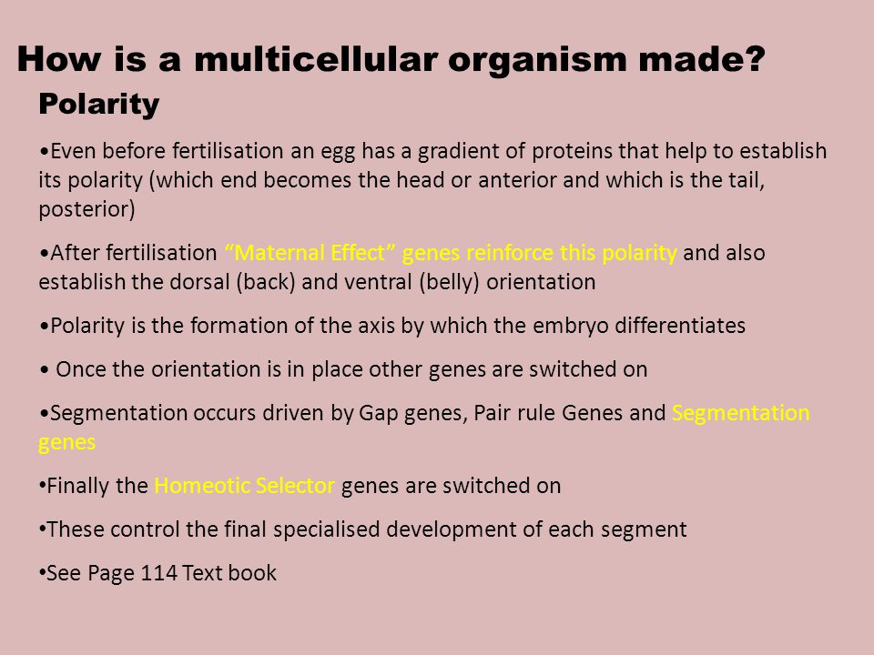 How is a multicellular organism made