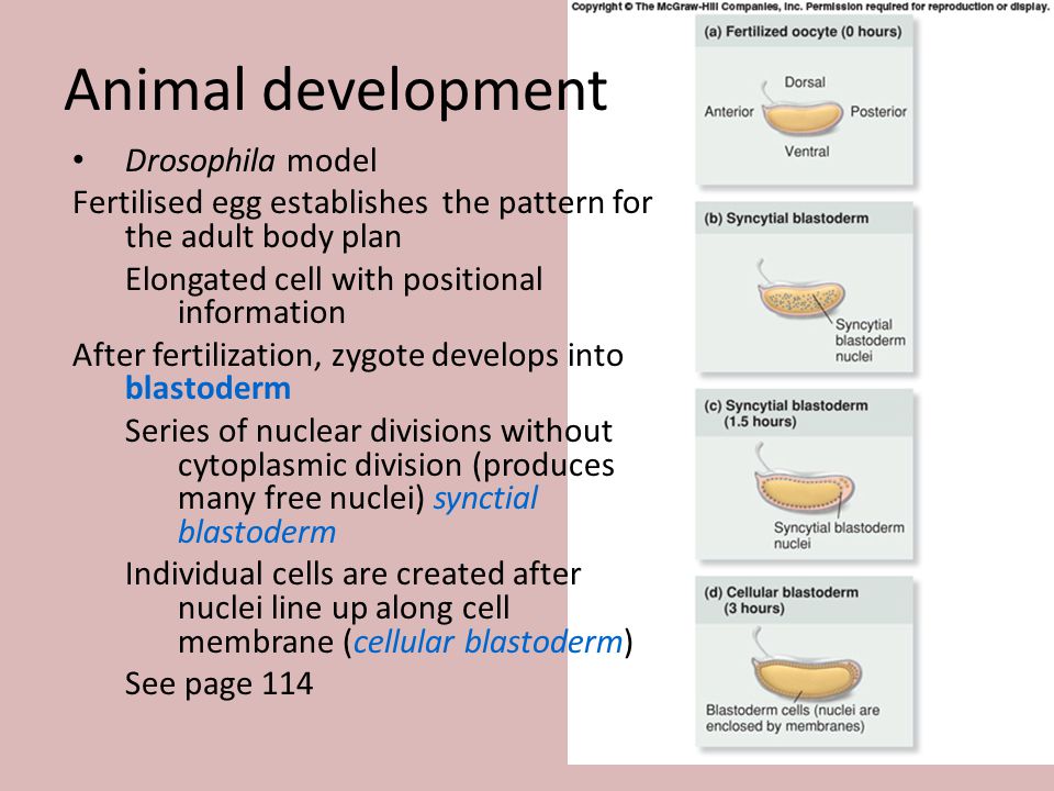 Animal development Drosophila model