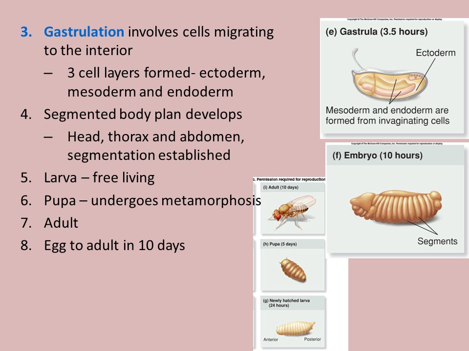 Gastrulation involves cells migrating to the interior