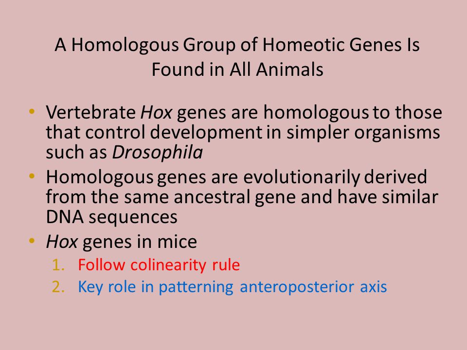 A Homologous Group of Homeotic Genes Is Found in All Animals