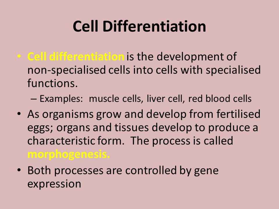 Cell Differentiation Cell differentiation is the development of non-specialised cells into cells with specialised functions.