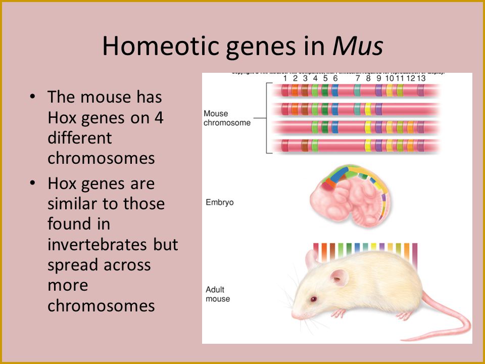 Homeotic genes in Mus The mouse has Hox genes on 4 different chromosomes.