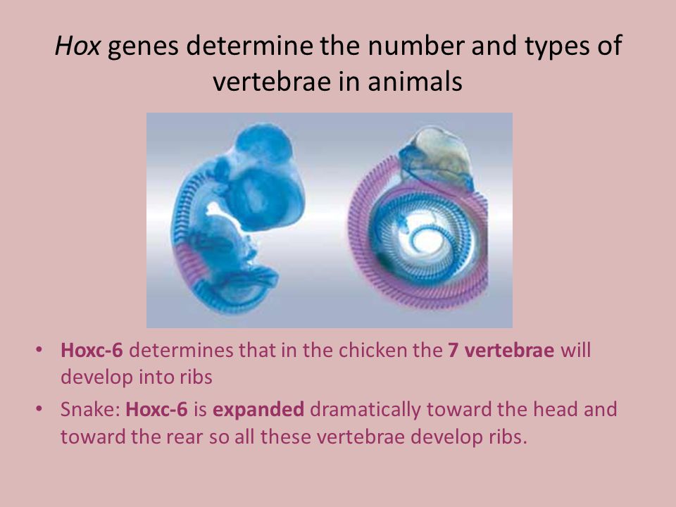 Hox genes determine the number and types of vertebrae in animals