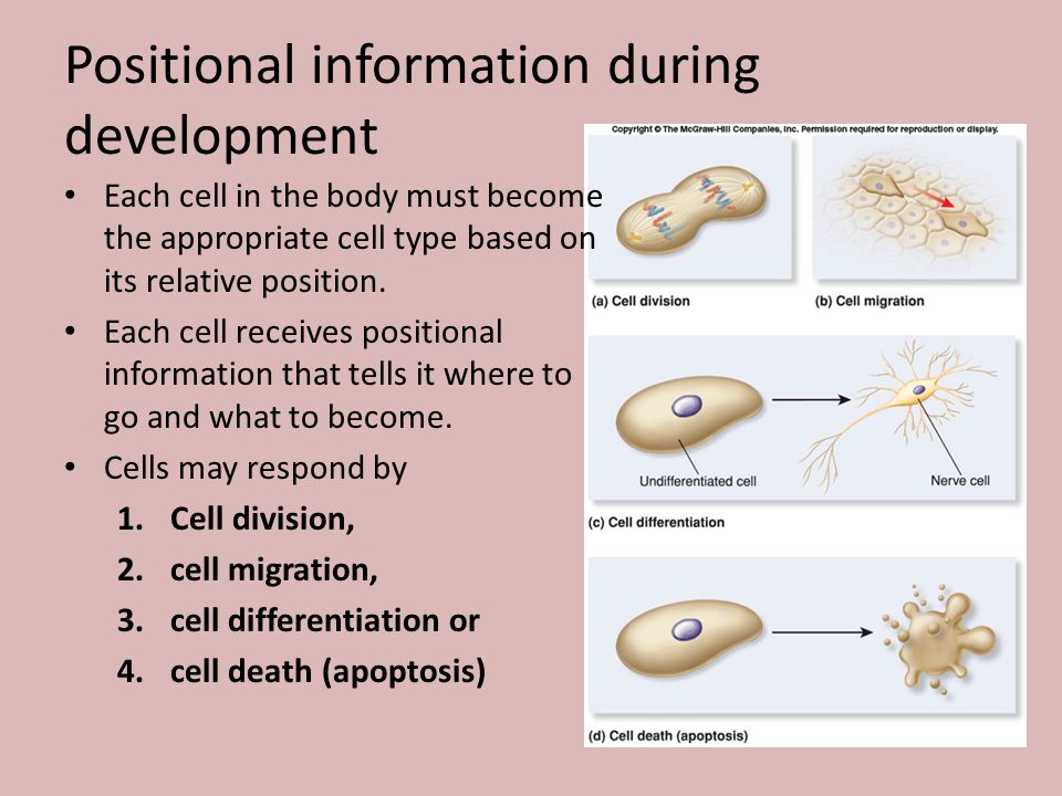Positional information during development