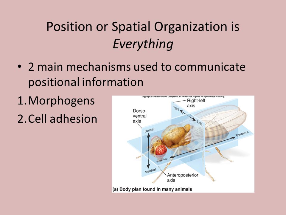 Position or Spatial Organization is Everything