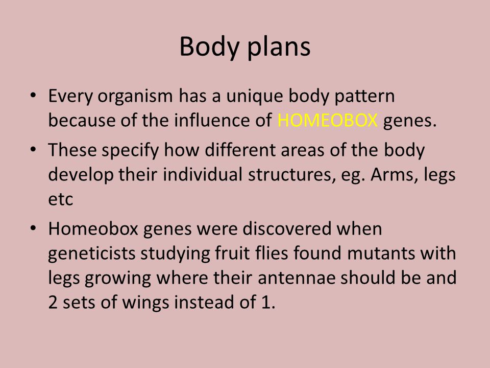 Body plans Every organism has a unique body pattern because of the influence of HOMEOBOX genes.