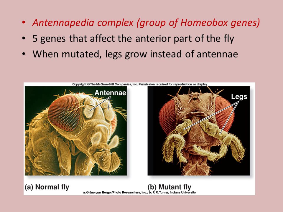 Antennapedia complex (group of Homeobox genes)