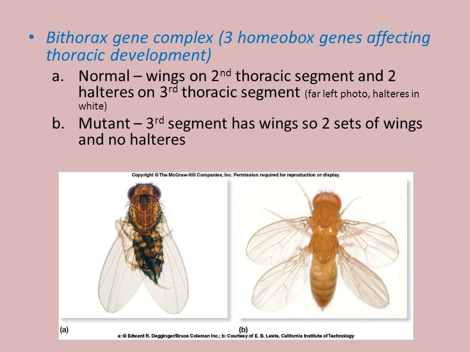 Bithorax gene complex (3 homeobox genes affecting thoracic development)