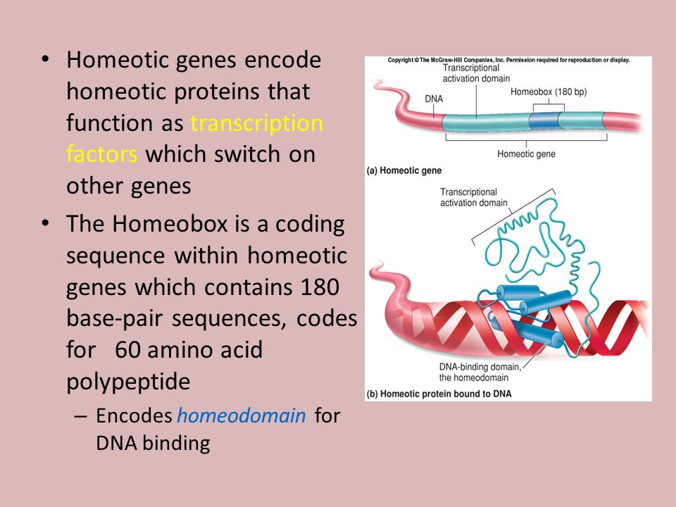 Homeotic genes encode homeotic proteins that function as transcription factors which switch on other genes
