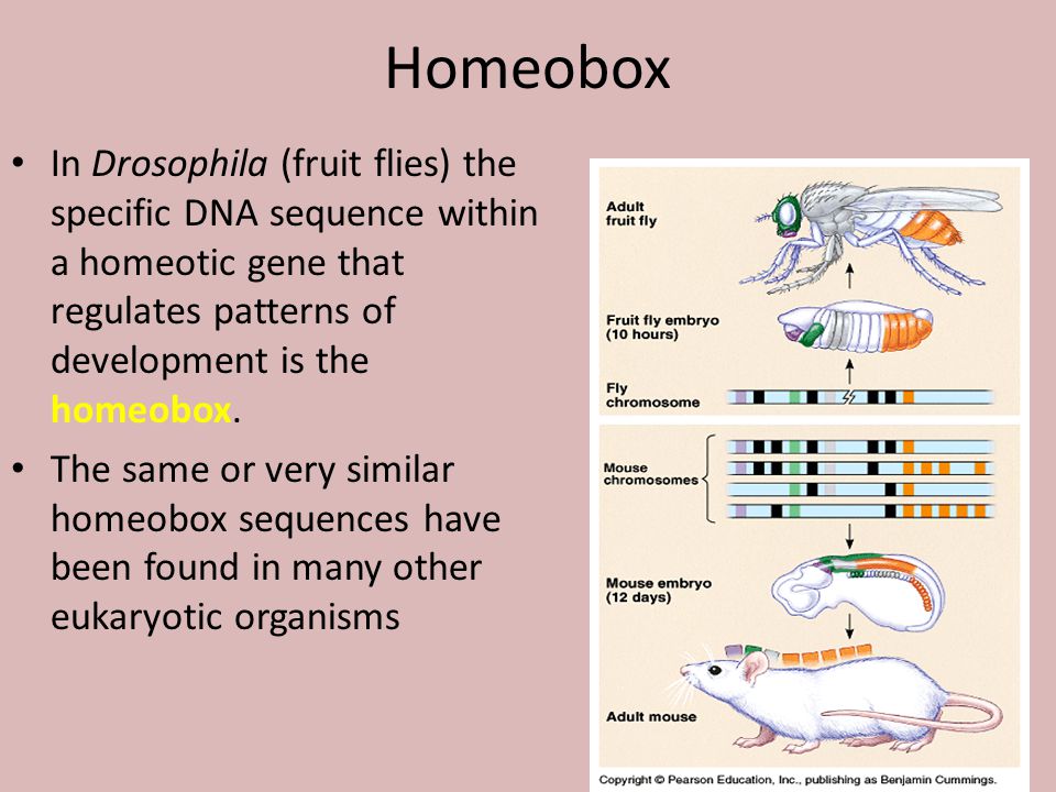 Homeobox In Drosophila (fruit flies) the specific DNA sequence within a homeotic gene that regulates patterns of development is the homeobox.