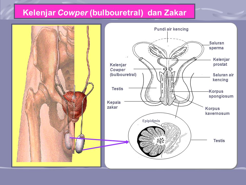 Sistem Reproduktif Lelaki Ppt Download