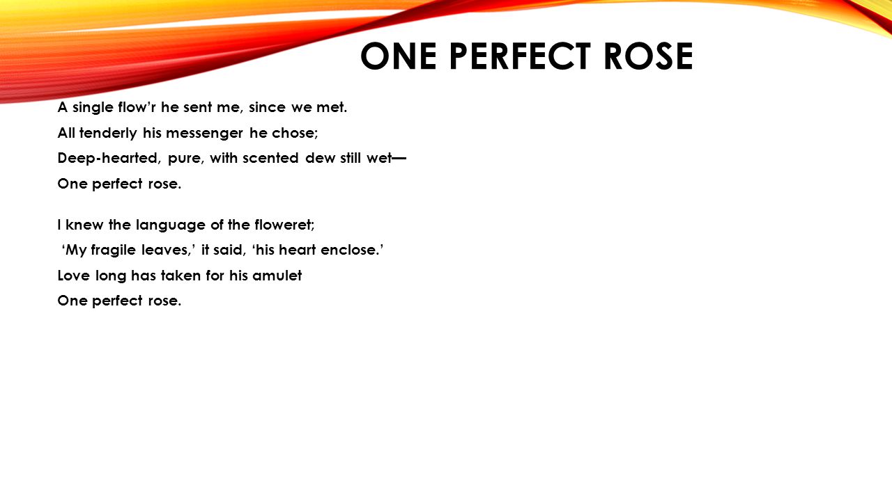 one perfect rose