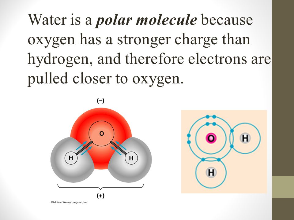 Water is a polar molecule because oxygen has a stronger charge than hydrogen, and therefore electrons are pulled closer to oxygen.