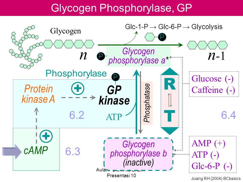 Кофеин глюкоза. Activation of glycogen phosphorylase. Α2-субъединицы киназы фосфорилазы. Киназы и ЛИАЗЫ. Каскадный механизм активации гликогенфосфорилазы.