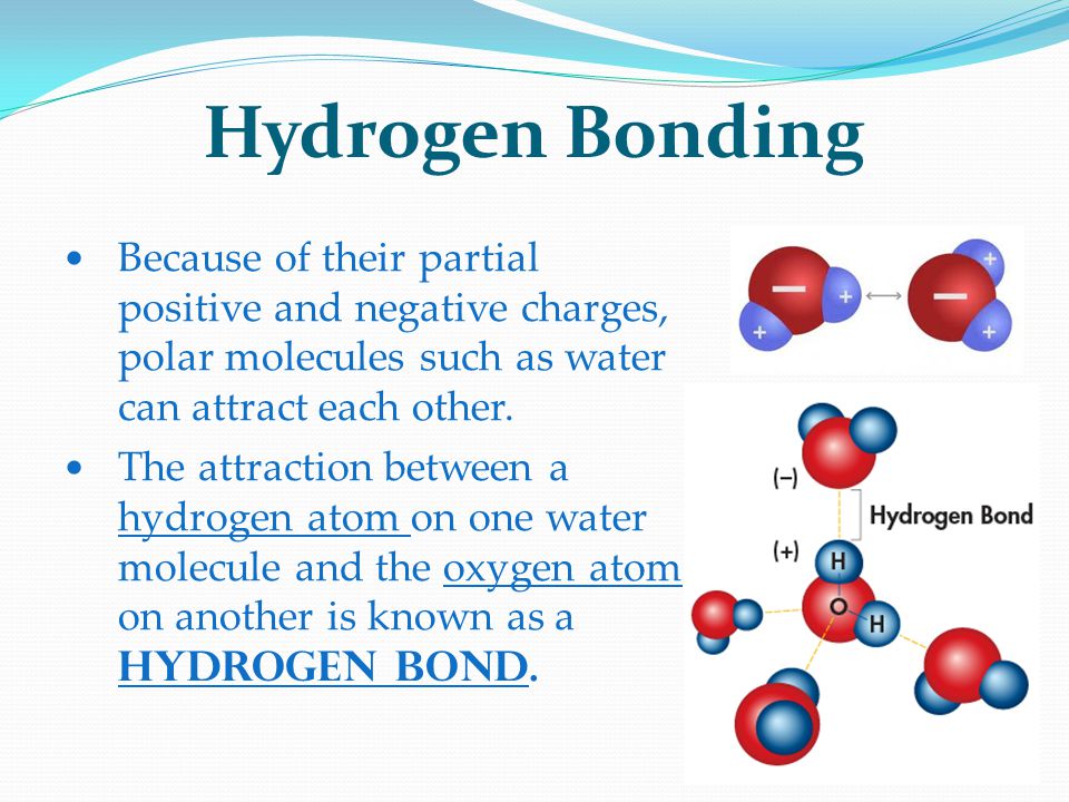 between a hydrogen atom on one water molecule and the oxygen atom on anothe...