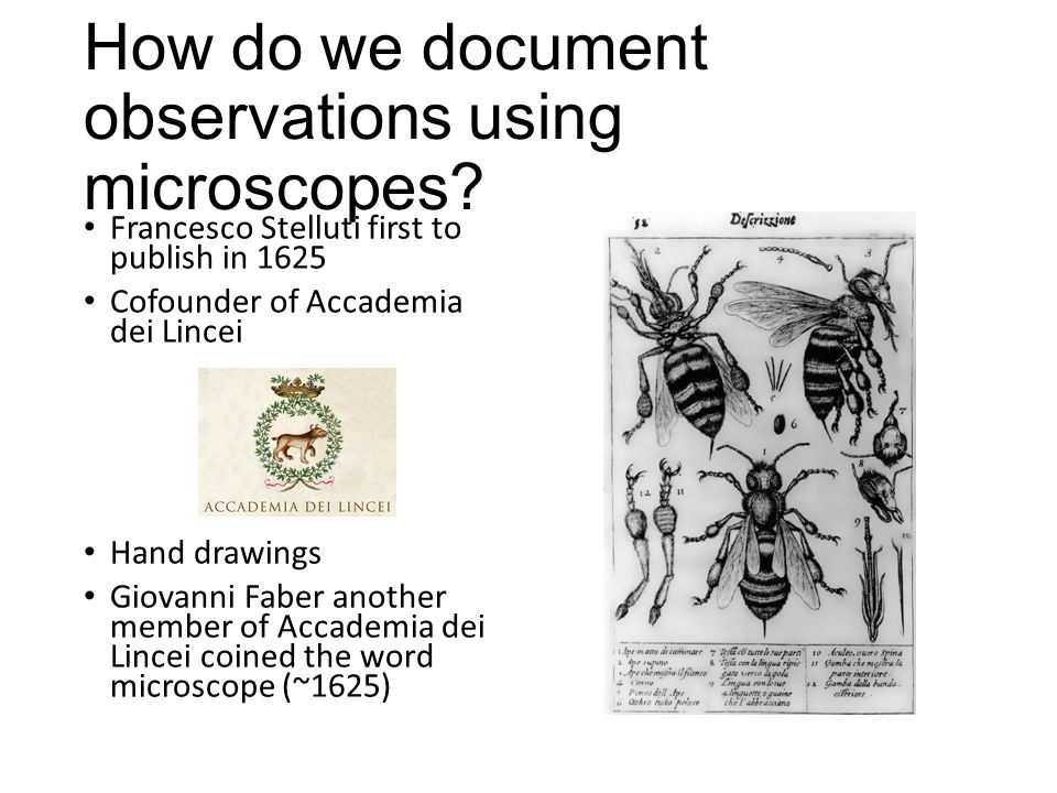 Biology 177: Principles of Modern Microscopy - ppt download