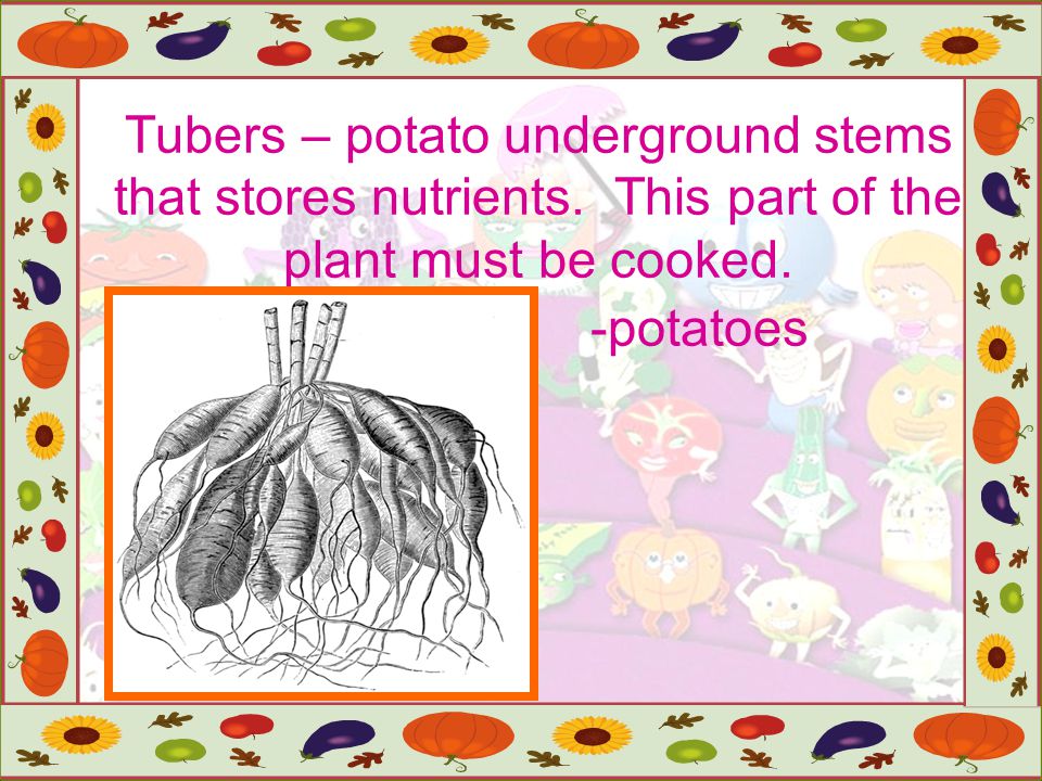 Tubers – potato underground stems that stores nutrients