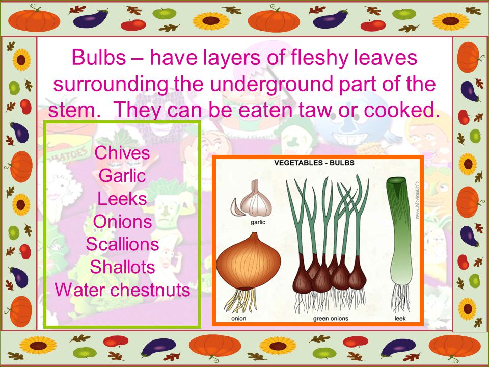 Bulbs – have layers of fleshy leaves surrounding the underground part of the stem. They can be eaten taw or cooked.