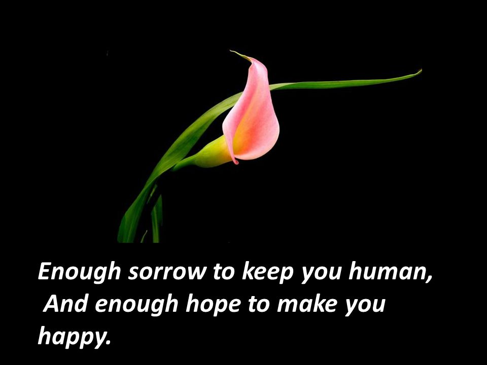 Enough sorrow to keep you human,
