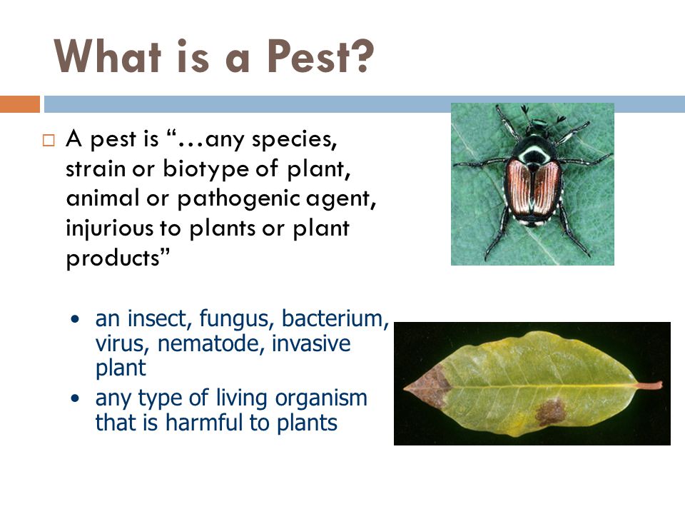 What is a Pest A pest is …any species, strain or biotype of plant, animal or pathogenic agent, injurious to plants or plant products