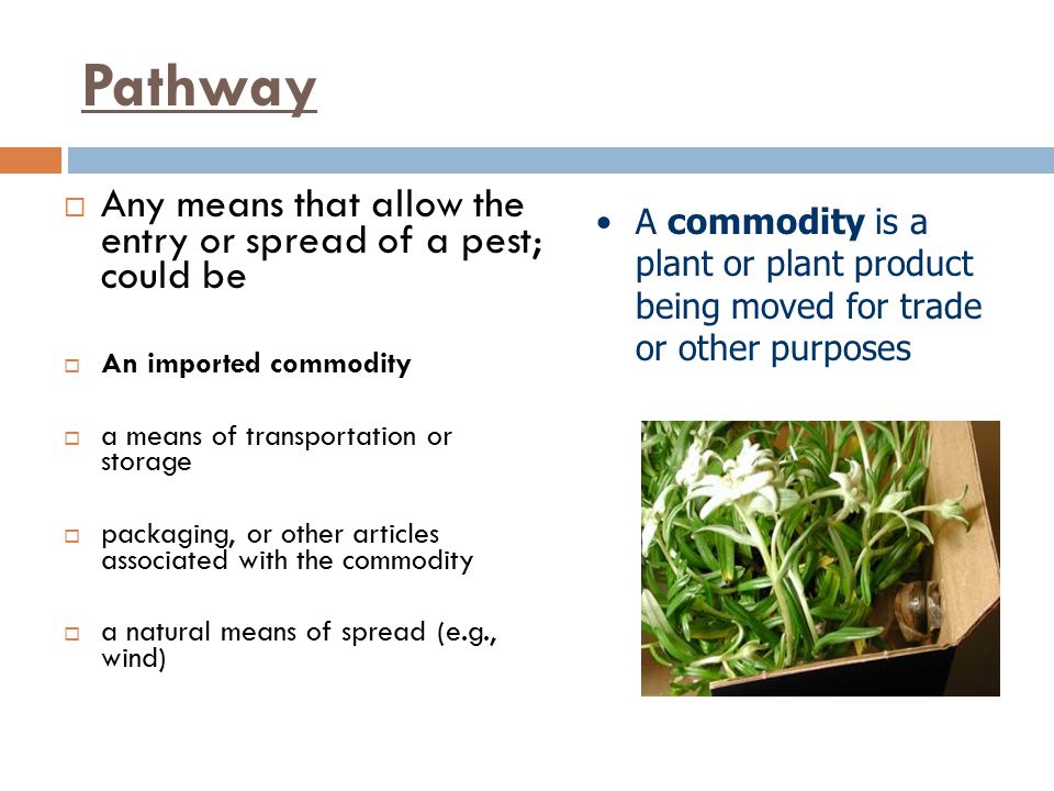 Pathway Any means that allow the entry or spread of a pest; could be