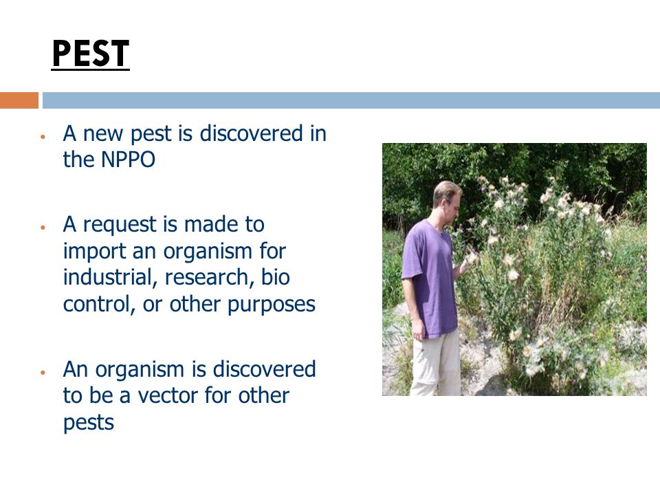 PEST A new pest is discovered in the NPPO