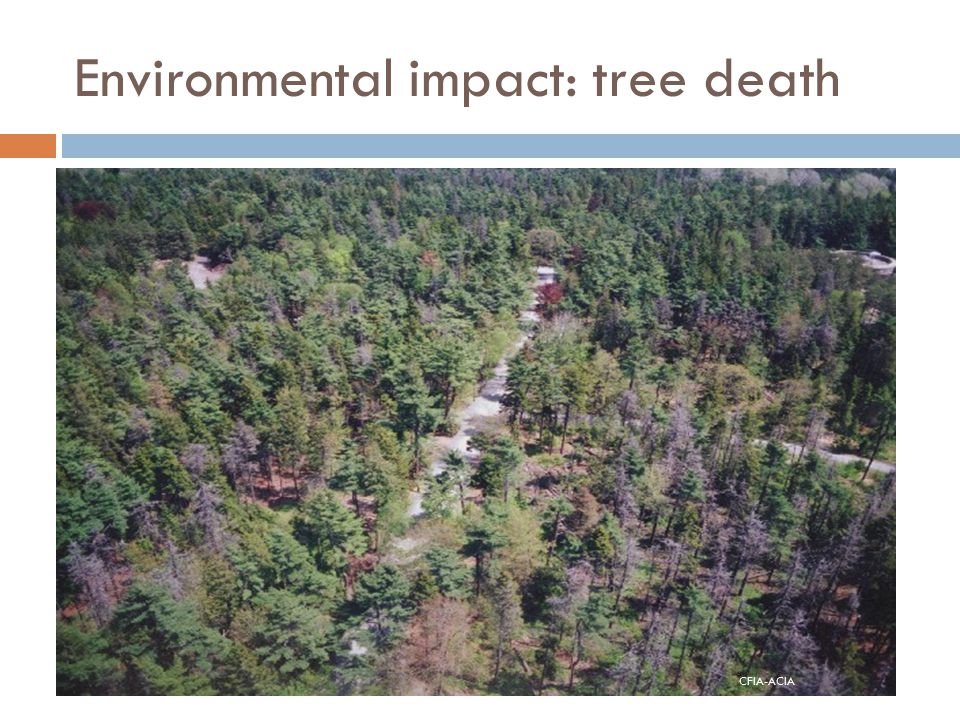 Environmental impact: tree death
