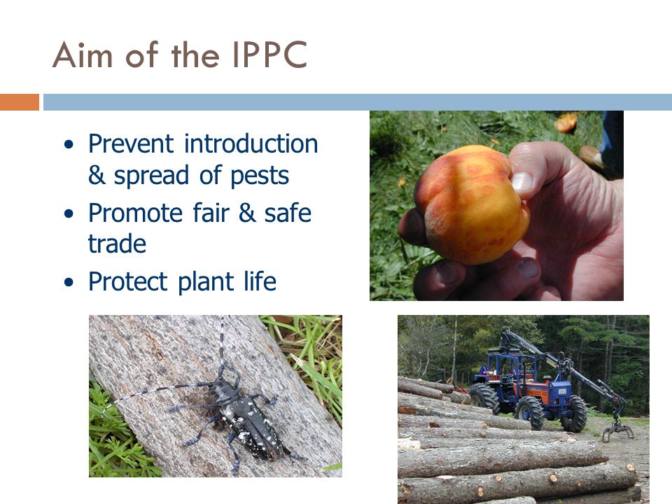 Aim of the IPPC Prevent introduction & spread of pests