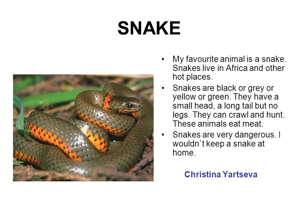 Как будет по английски змей. Презентация на тему my favourite animal. Змея описание на английском. Проект на тему my favourite animal. Рассказ о змеях.