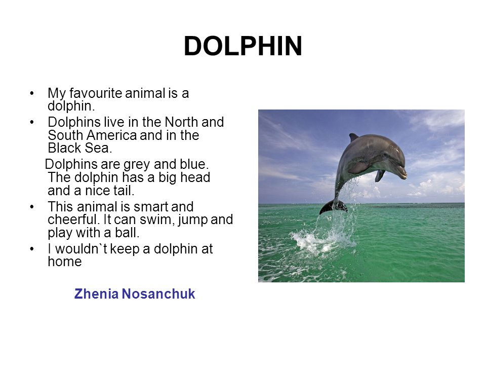 Английский про дельфинов