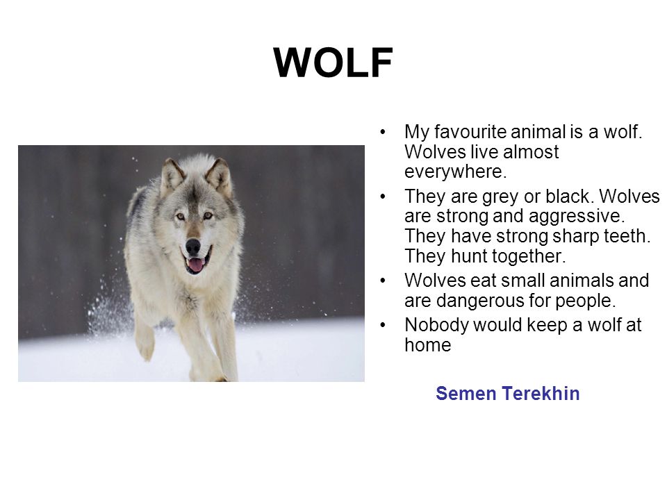 Слово wolf. Описание волка по английскому языку. Описание животного 5 класс по английскому языку. Рассказ про волка на английском языке. Информация о волке на английском.