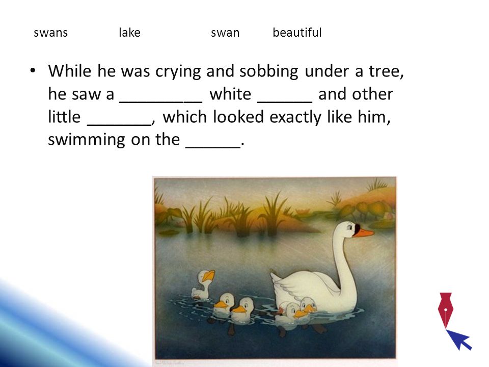 swans lake. swan. beautiful.