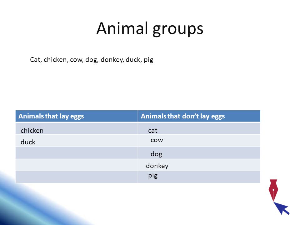 Animal groups Cat, chicken, cow, dog, donkey, duck, pig