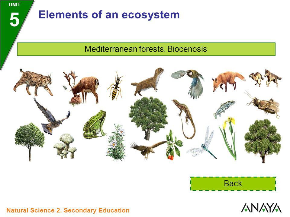 ELEMENTS OF AN ECOSYSTEM - ppt video online download