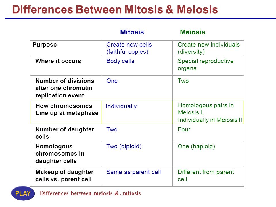 two differences between mitosis and meiosis