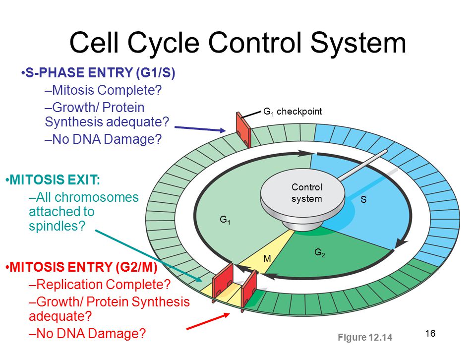 Цикл 10 минут. Клеточный цикл. Stages of Cell growth. Cells names.