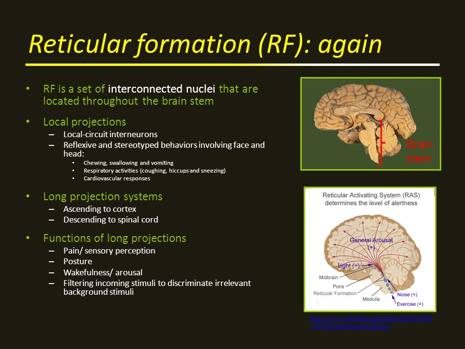 reticular formation location