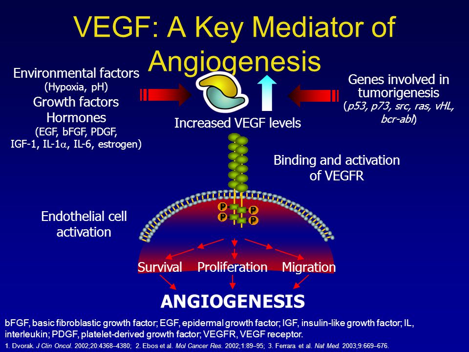 VEGF: A Key Mediator of Angiogenesis