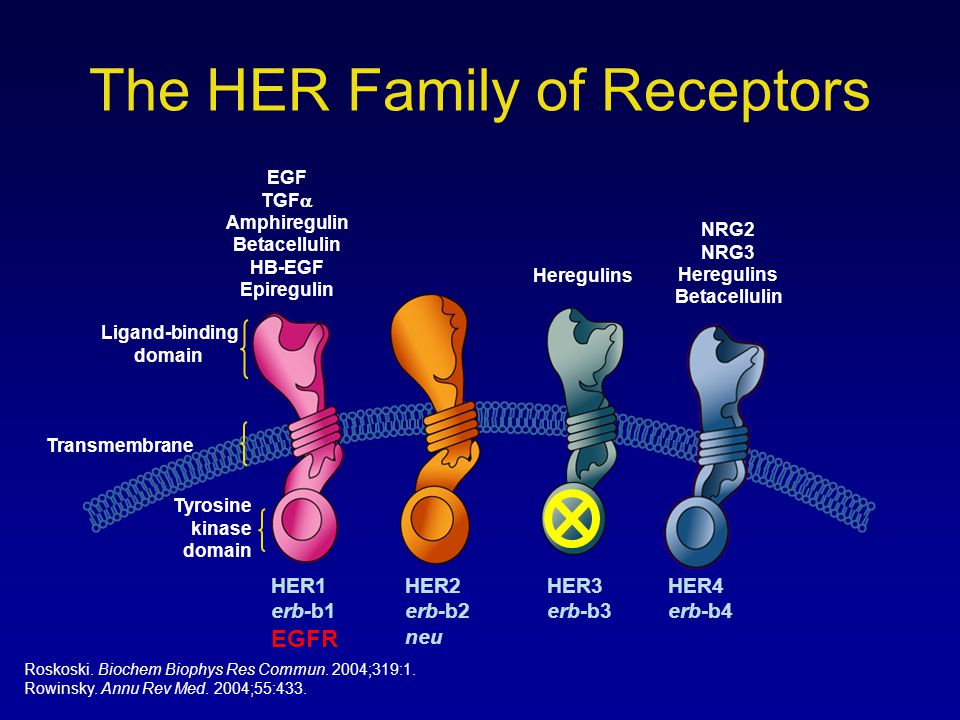 The HER Family of Receptors