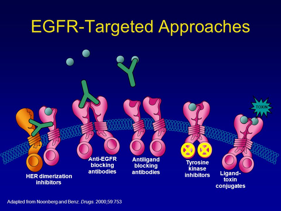 EGFR-Targeted Approaches