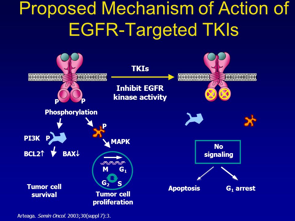 Proposed Mechanism of Action of EGFR-Targeted TKIs