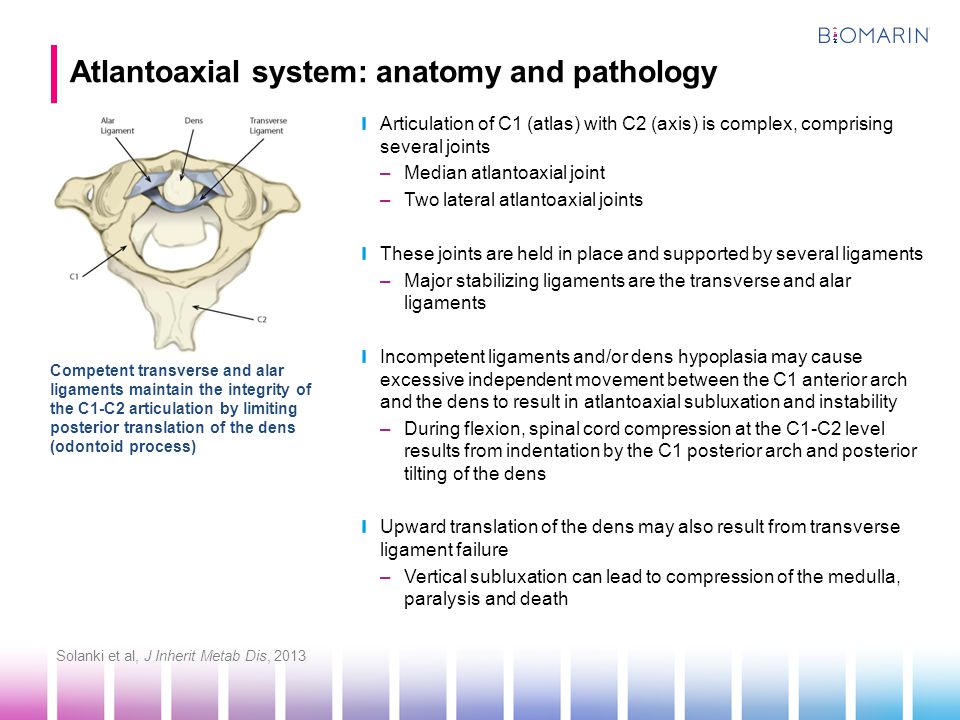 Atlantoaxial system: anatomy and pathology