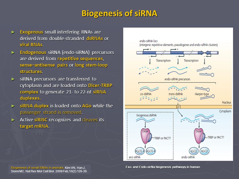 Biogenesis of siRNA Exogenous small interfering RNAs are derived from double-stranded dsRNAs or viral RNAs.