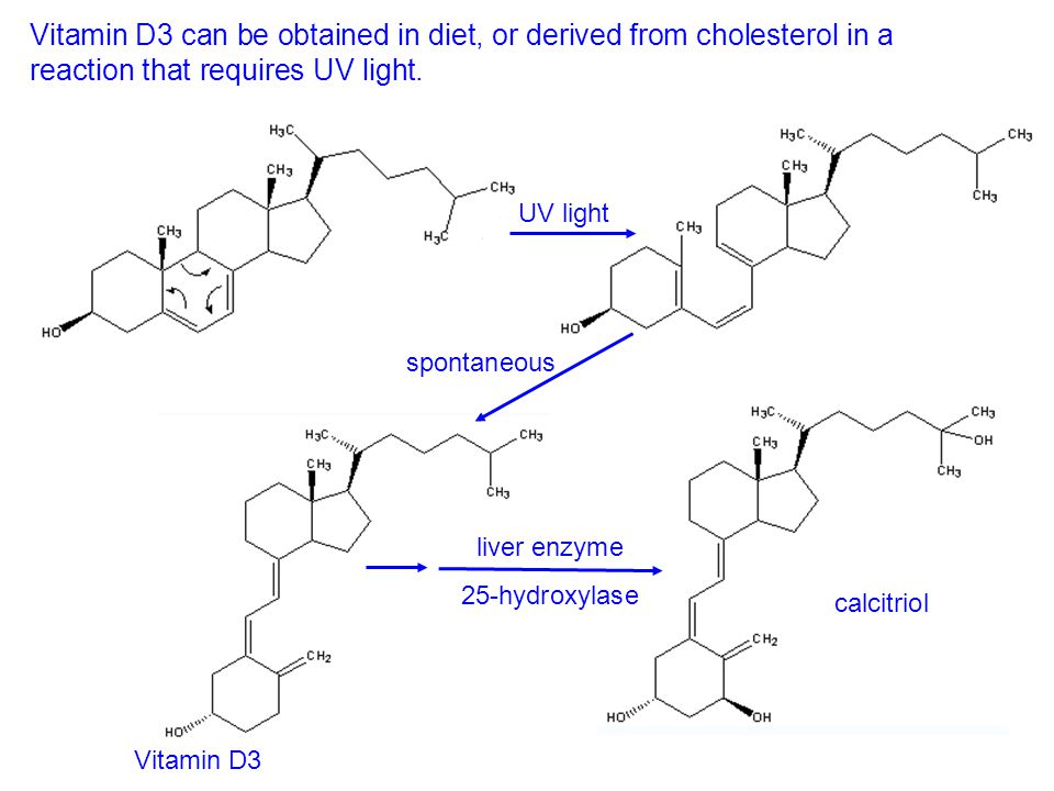 Botsing Discipline Plaatsen Vitamin D Synthesis From Cholesterol