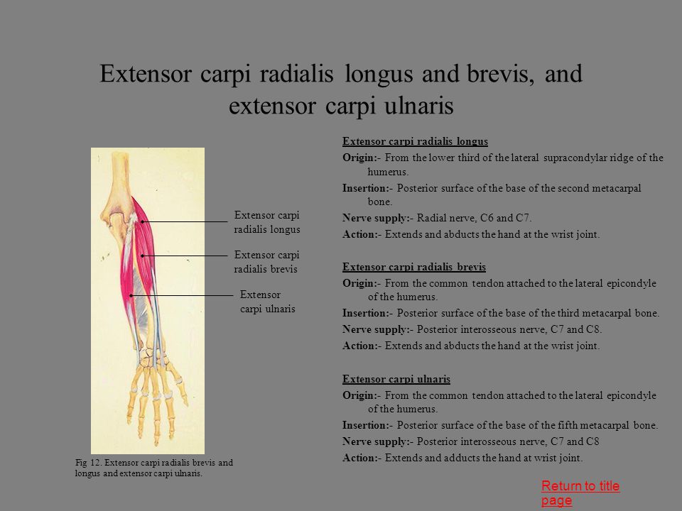 Extensor carpi radialis longus and brevis, and extensor carpi ulnaris
