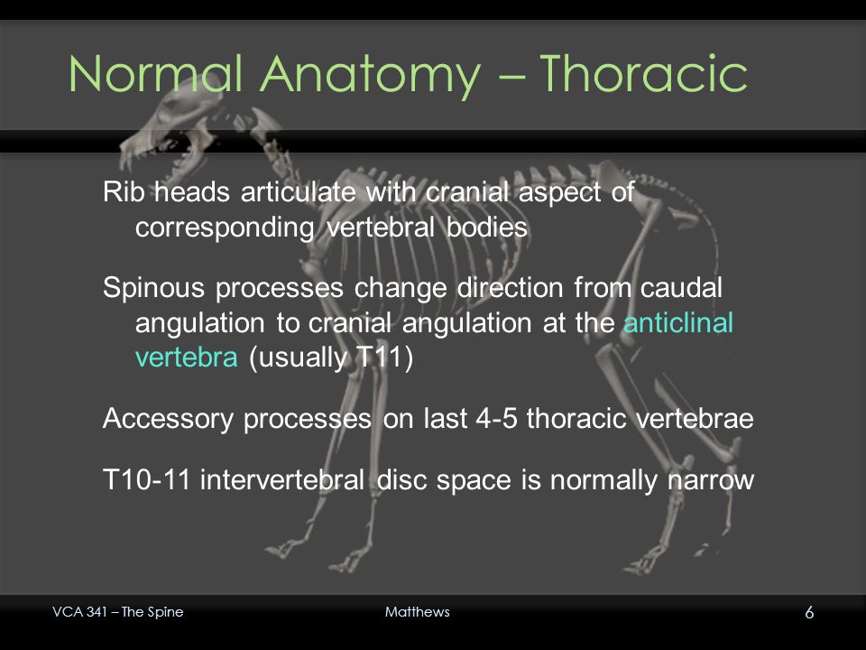 Small Animal Neuroradiology: The Spine Lecture 1 – Radiography and Contrast  Techniques, Anomalous Diseases VCA 341 Fall 2011 Andrea Matthews, DVM, Dip.  - ppt video online download