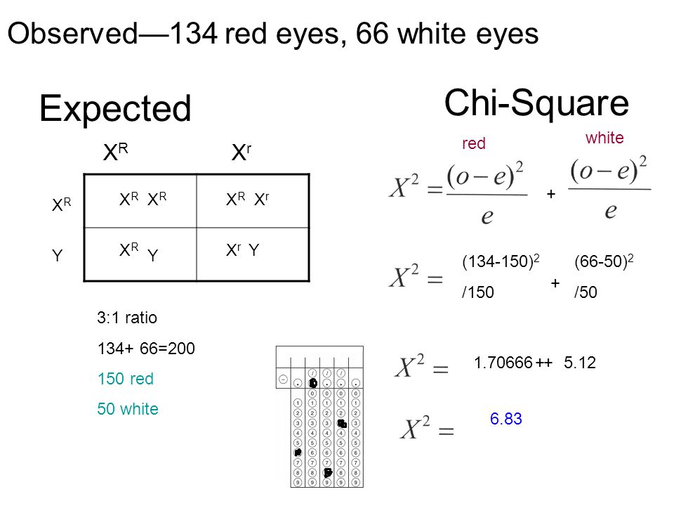 Chi-Square Expected Observed—134 red eyes, 66 white eyes XR Xr white